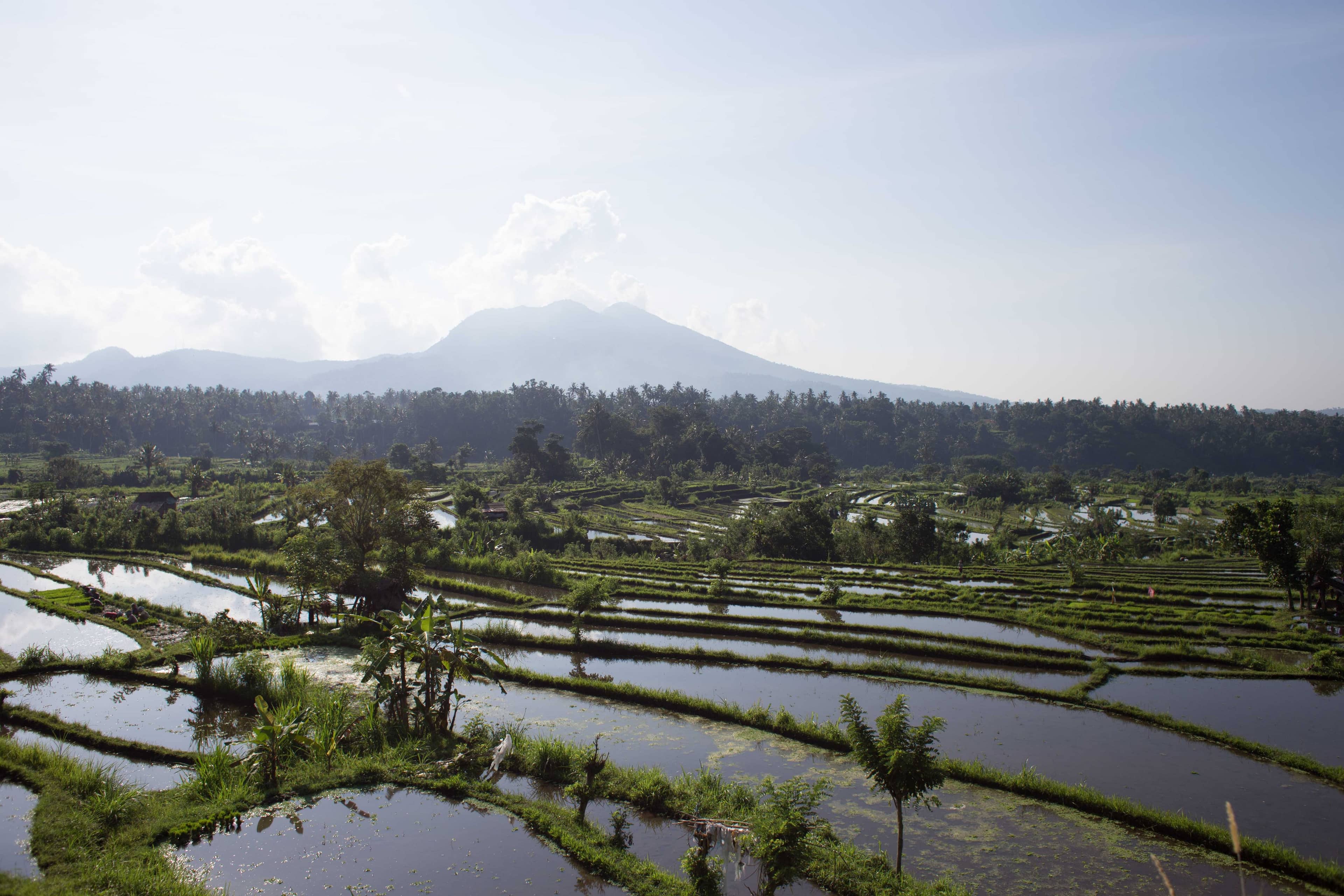 Basmati paddy fields