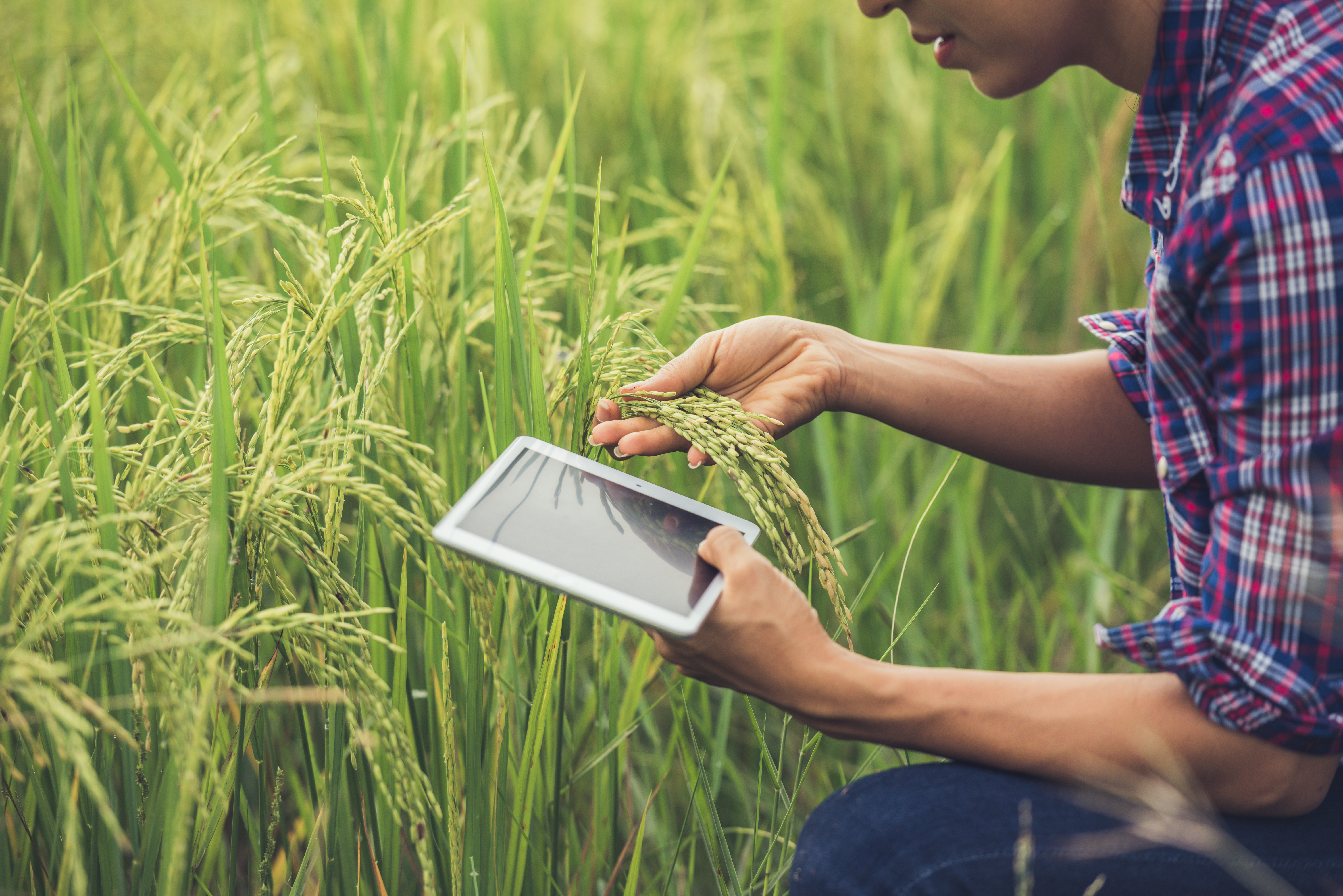 Farmer with tablet in a basmati rice field — Shri Lal Mahal field traceability